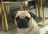 Pug